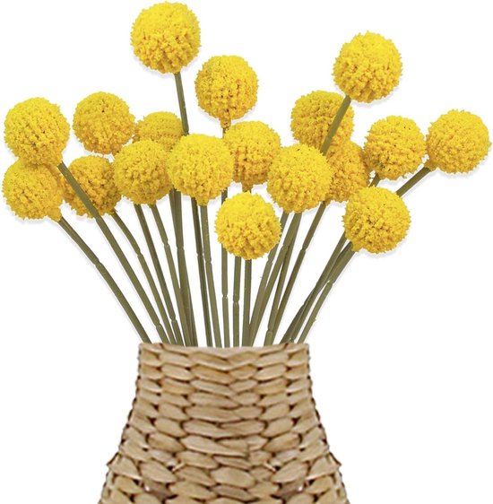 18 Stuks Billy Balls Kunstbloemen - Gedroogde Craspedia Globosa in Mosterdgeel voor Bruiloft, Feestdecoratie en Fotografie Accessoires van Merkloos
