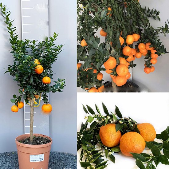 Chinotto Citrusplant in Pot - Jonge, Geënte Citrusboom uit Italië (70 cm) van Merkloos