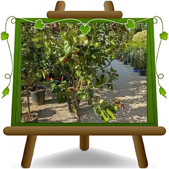 Citroenboom Lunario - Citrusboom Fruitboom - Buiten Tuinieren - Winterharde Variëteit - 140-160cm Hoog