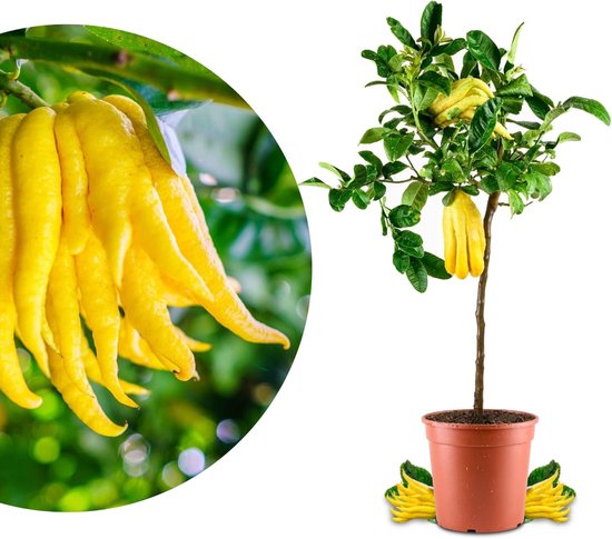 Citrusplant Vingerhand - Exotische Vruchtenplant - Tuin Terras Woonkamer - Handvormige Vruchten - 110 cm Hoog - Geel Groen van Merkloos