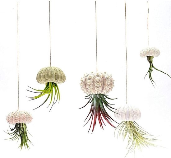 Decoratieve Mini Schelp Hangpot voor Luchtplanten, Succulenten en Tuin Decoratie - Set van 5 Stuks