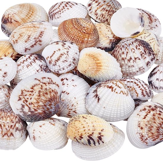 Natuurlijke Schelpen voor Aquaria en Feesten - 40 Stuks van 2.8 tot 4.2 cm, Ongeboord en Perfect voor Decoratie van Merkloos