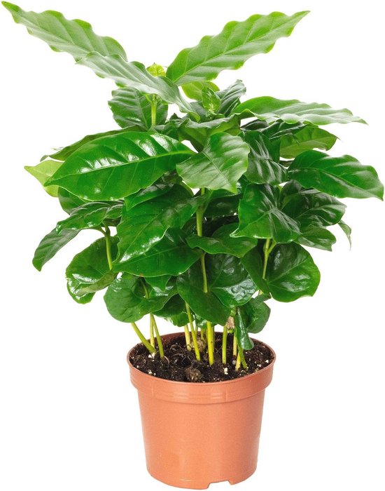 Onderhoudsvriendelijke Koffieplant - Coffea Arabica - Hoogte 15-20 cm, Pot Ø 9 cm