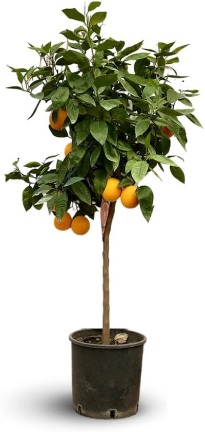 Sinaasappelboom - Fruitboom Citrus - Tuinieren Buiten - Groenblijvend Blad - 120-130 cm - Groen
