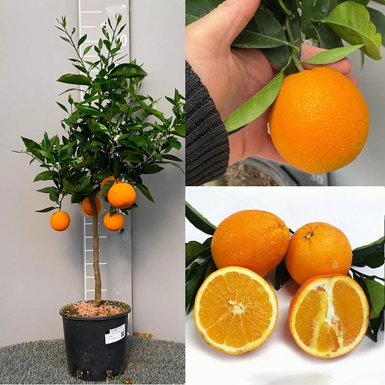Sinaasappelboom met Geel Vruchtvlees - Washington Navel in Pot van 20 cm - Citrusboom voor Uw Tuin